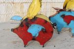Recycled Metal Small Flying Pig Folk Art Yard Decor