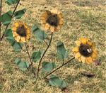 Recycled Metal Sunflower Stake Garden Decorations