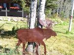 Rustic Metal Moose Silhouette - Garden Stake