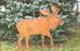 Rustic Metal Moose Silhouette - Garden Stake