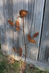Single Rose Tin Garden Stake
