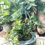 24 Iron Ball Bernice Topiary Plant Support for Flowers