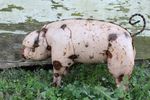 Small Metal Parker Pig Farm Animal Little Swine Lawn Ornament