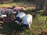 Small Metal Parker Pig Farm Animal Little Swine Lawn Ornament