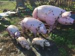 Small Metal Parker Pig Farm Animal Little Swine Lawn Ornament