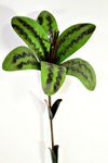 Tin Flower Stake - Lawn Ornament Yard Art