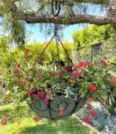 Wrought Iron 24 Diameter XLG Curly Hanging Basket