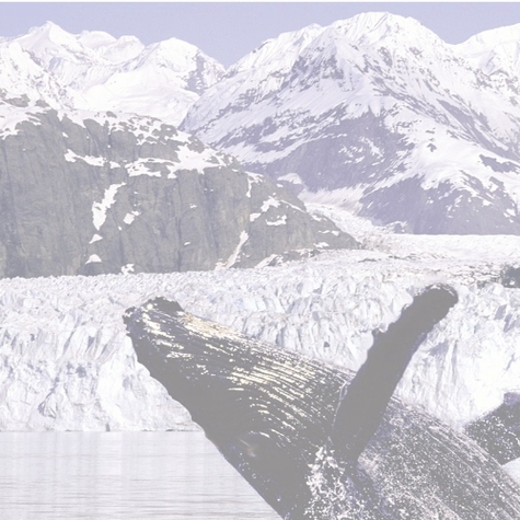 Alaska: Whale Watching L 12 x 12 Paper