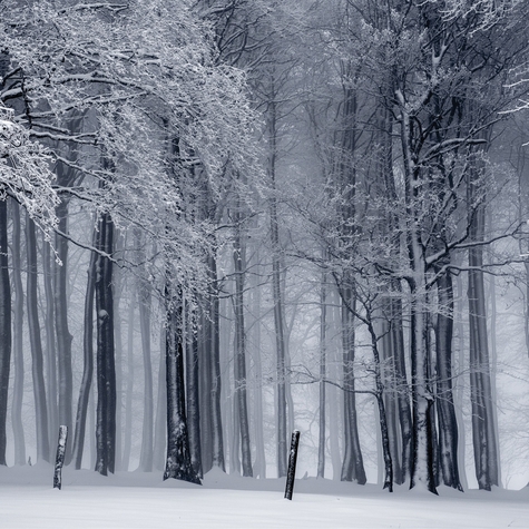 Snowy Scenes: Icy Forest 12 x 12 Paper