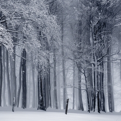 Snowy Scenes: Icy Forest 12 x 12 Paper