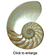 2/3 cut Sliced Nautilus Shell - Pearlized:  5" to 6" - click to enlarge