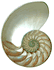 2/3 cut Sliced Nautilus Shell - Pearlized :  5" to 6" with lucite stand