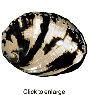 ABALONE BLACK POLISHED 2 3/4"-3" - click to enlarge
