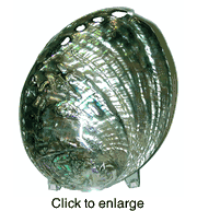 ABALONE SHELL GREEN POLISHED 6" - click to enlarge