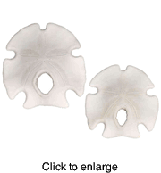 Arrowhead Sanddollar 3 1/2" - click to enlarge