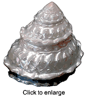Astraea Undosa 3"-3 1/2" - click to enlarge