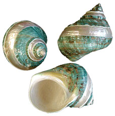 Banded Jade Turbo  Shell 3 1/2" - 4"
