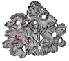 BARNACLE CLUSTERS