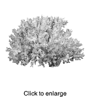 BIRDNEST CORAL  - click to enlarge