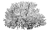 BIRDNEST CORAL 