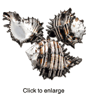 BLACK MUREX  4 - 5" - click to enlarge