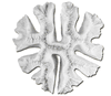 BRAIN CORAL OPEN 