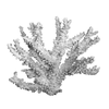 BRANCH CORAL 