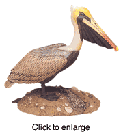 Brown Pelican - click to enlarge