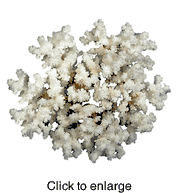 BROWNSTEM CORAL  - click to enlarge