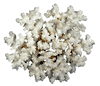 BROWNSTEM CORAL 