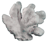 CATS PAW CORAL