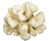 CAULIFLOWER CORAL