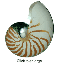 Chambered Nautilus - Natural:  5" to 6" - click to enlarge