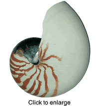 Chambered Nautilus - Natural:  7"  to 8" - click to enlarge