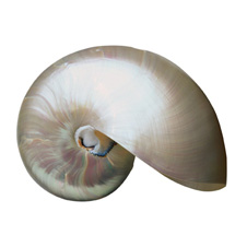 Chambered Nautilus - Pearlized:  5" to 6"