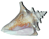 Conch Sea Shell - Small