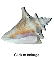Conch Sea Shell - Small - click to enlarge