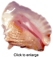 CONCH SHELLS - click to enlarge