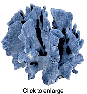 CORAL - click to enlarge