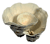 CUP CORAL