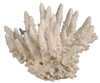 FINGER CORAL 