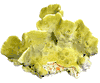 FIRE CORAL 
