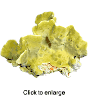 FIRE CORAL  - click to enlarge