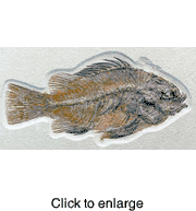 FOSSIL FISHES - click to enlarge
