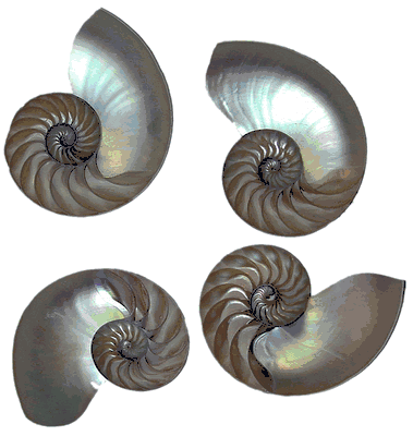 Four Sliced Natural Nautilus 