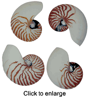 Four Sliced Natural Nautilus Sea Shells 5" to 6" - click to enlarge