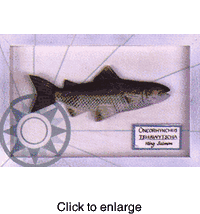 Framed King Salmon Hand Painted Fish. - click to enlarge