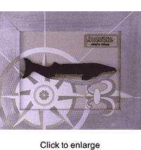 Framed Minke Whale - click to enlarge