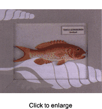 Framed Rock Cod - click to enlarge