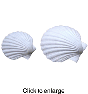 Great Scallop Bivalve Sea Shells 3" to 4" bag of 12 - click to enlarge